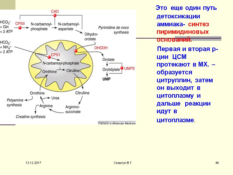 Это  еще один путь  детоксикации аммиака- синтез пиримидиновых оснований.   